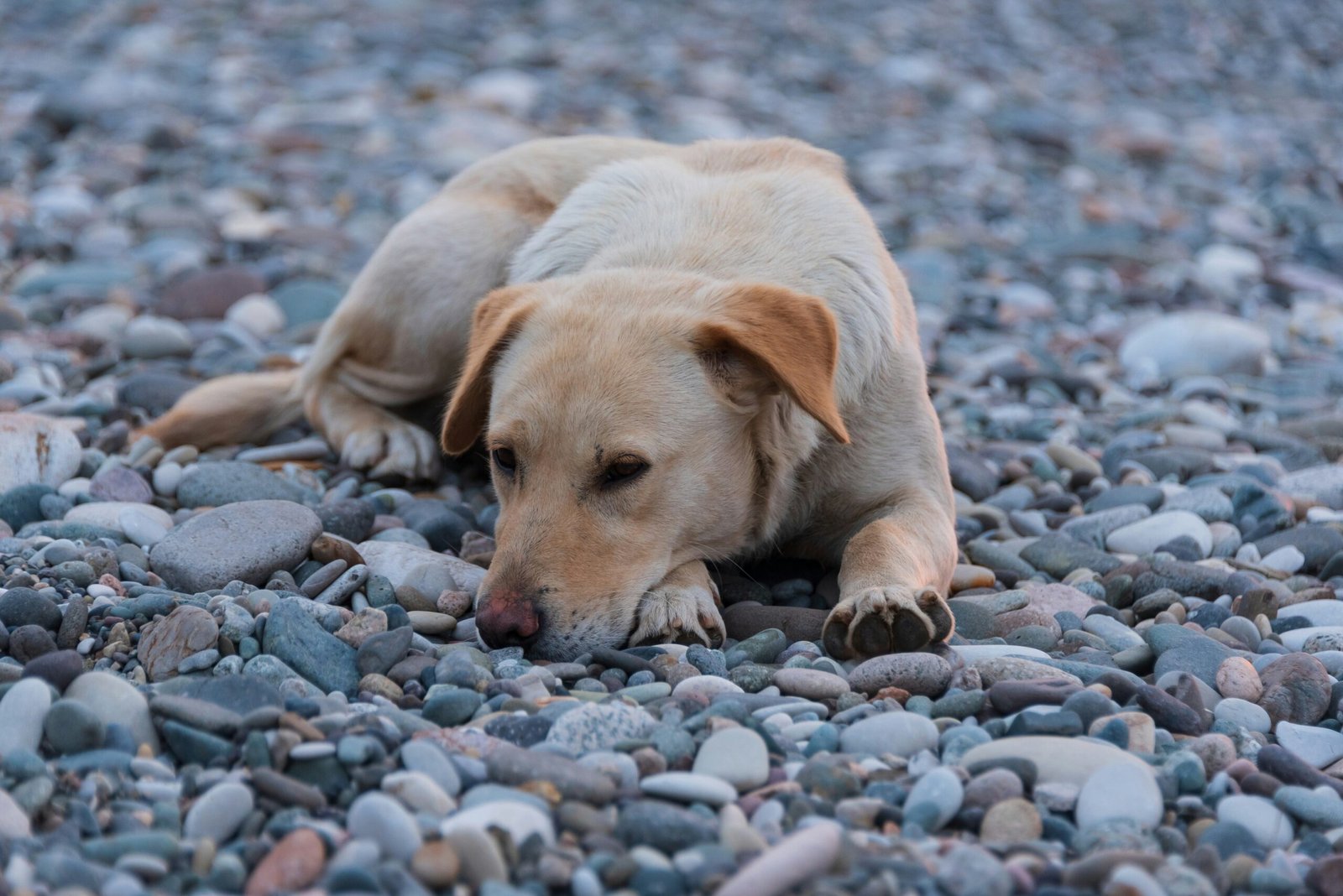 Compassion Fatigue – What Veterinary Teams need to know?
