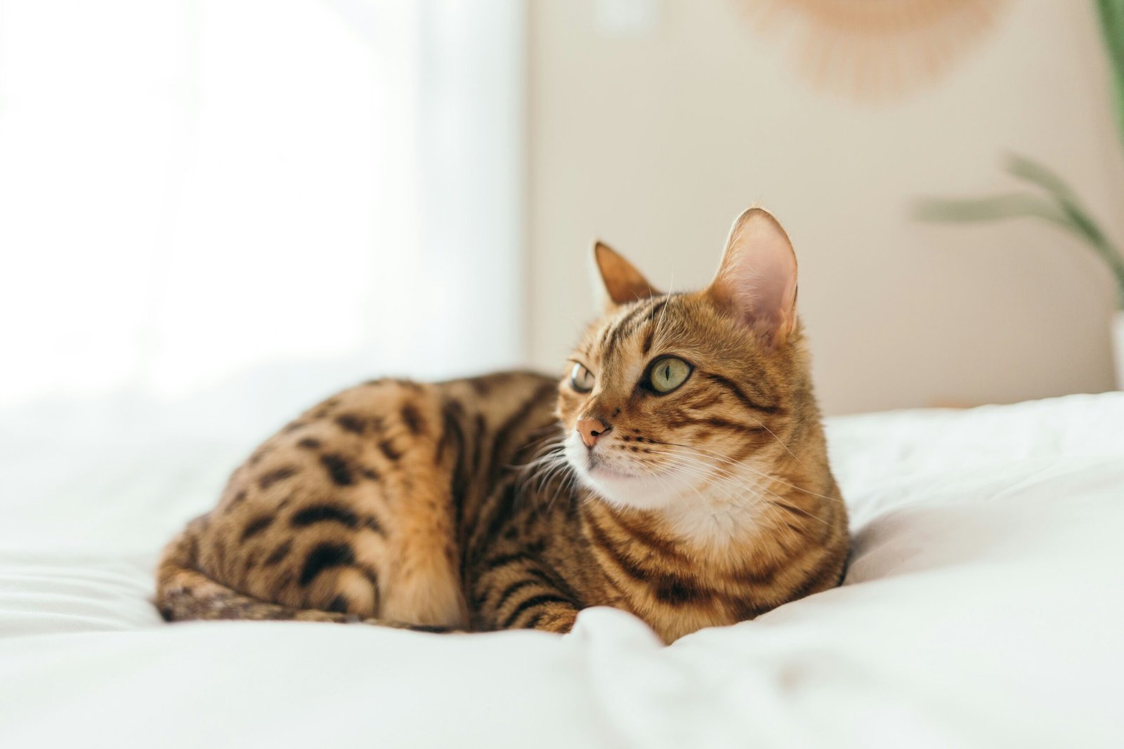 Feline Rehabilitation: Where to start
