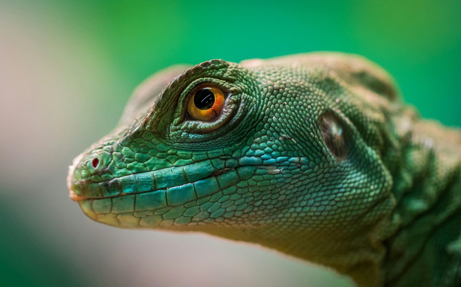 Reptile Factfile: The ABC’s of Dealing with Reptiles in Practice