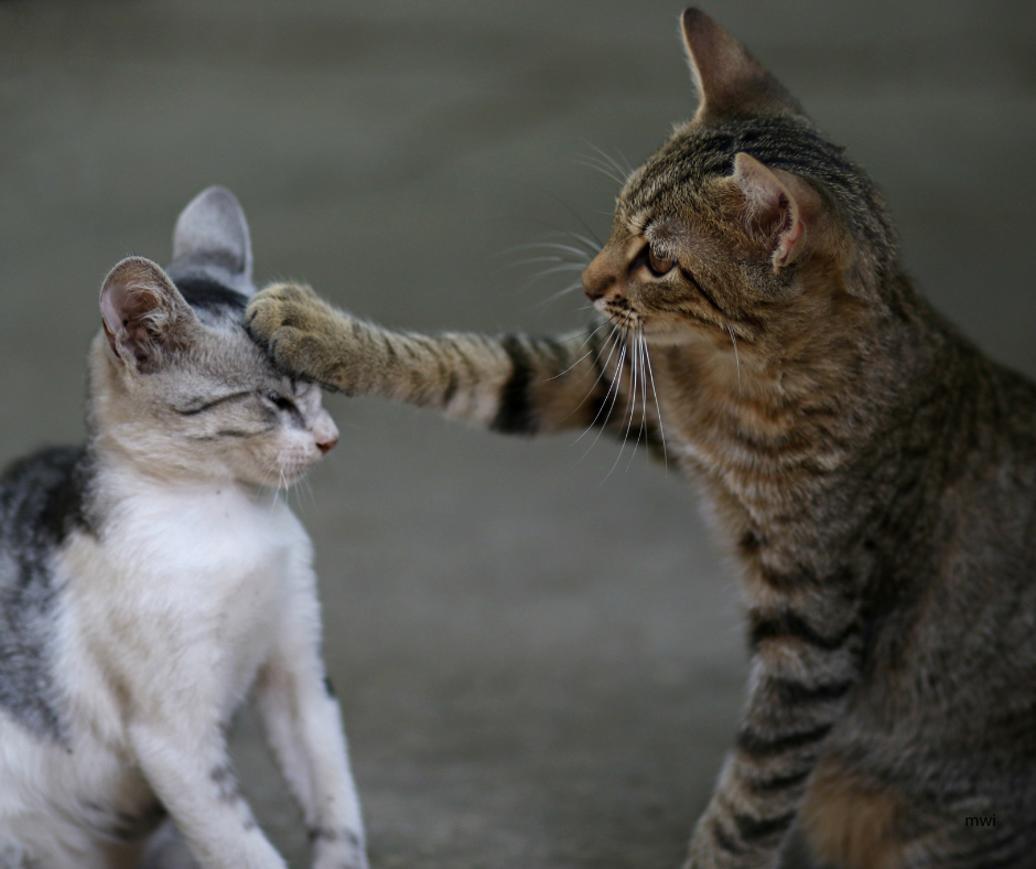 Managing Behaviour in a Multi Cat Household