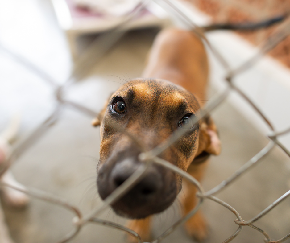 Rescuing the Rescues