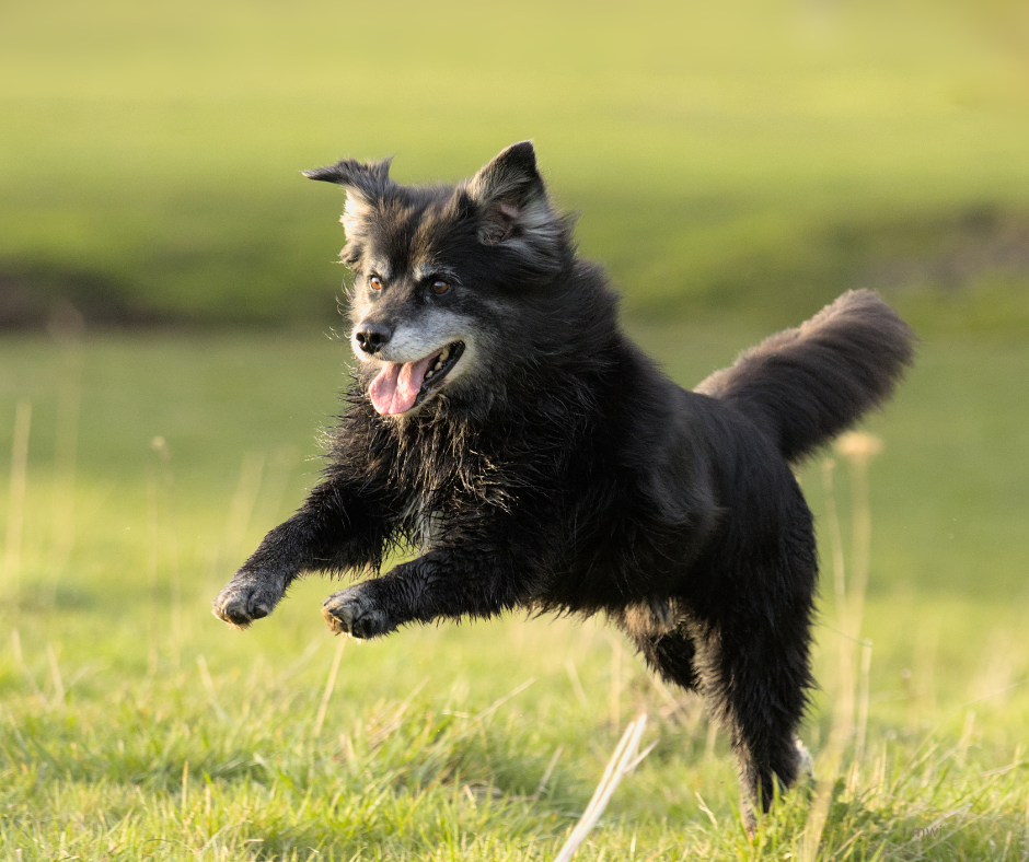 Developments in Managing Canine Osteoarthritis