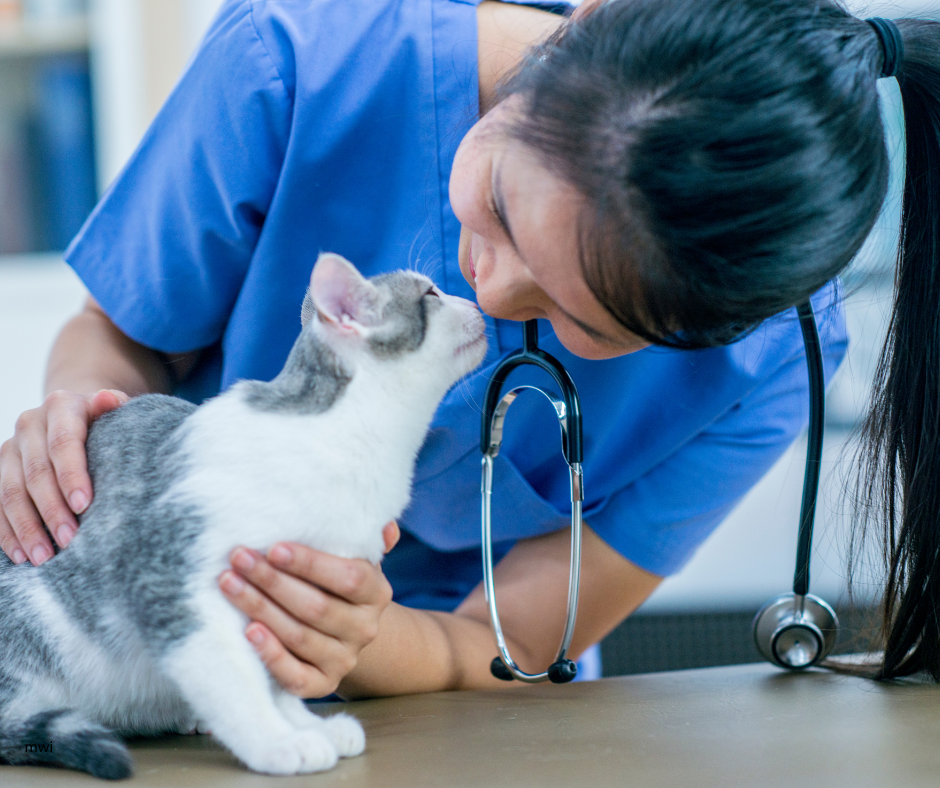 Cat Friendly Nurse Clinics