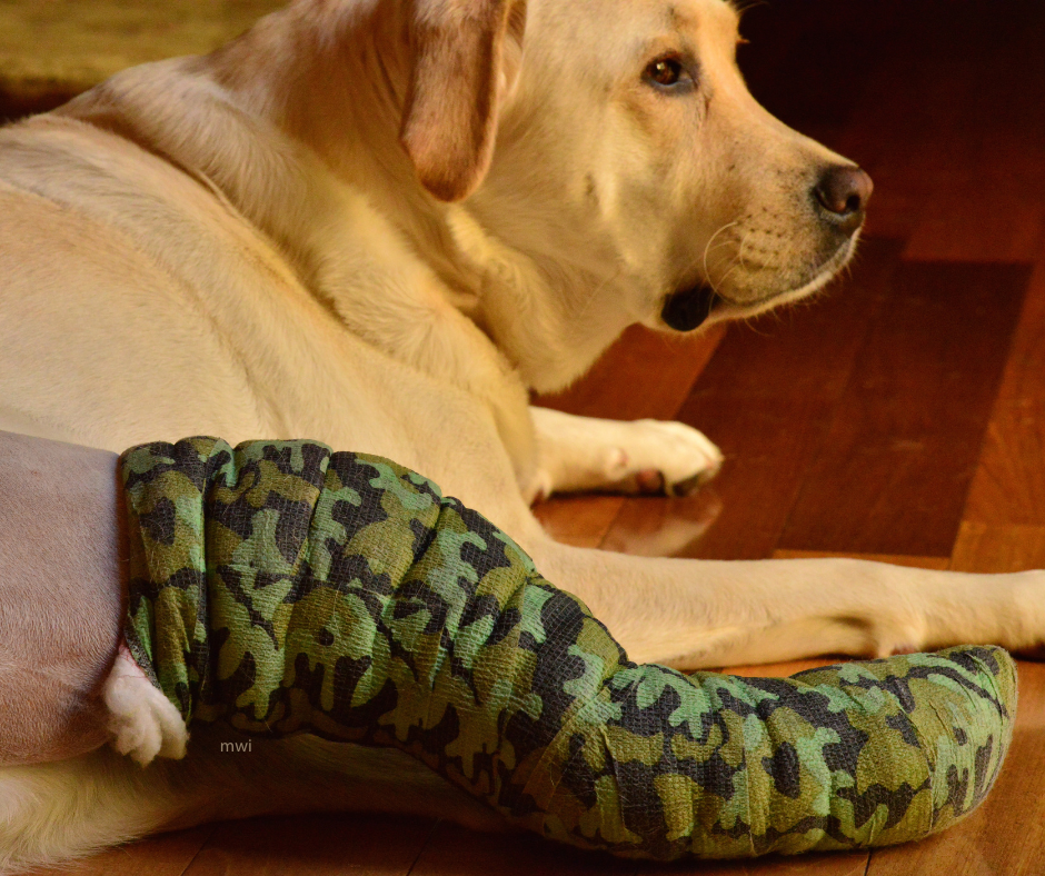 Rehabilitating the Cranial Cruciate Patient