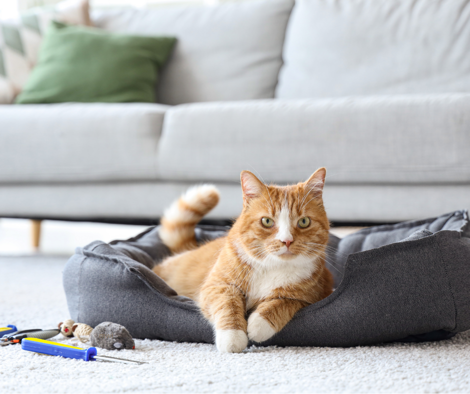 Feline Rehabilitation: Where to start