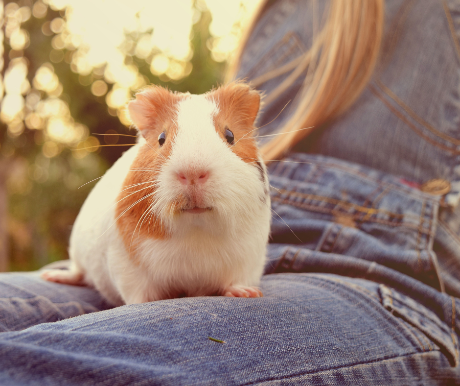 guinea pig