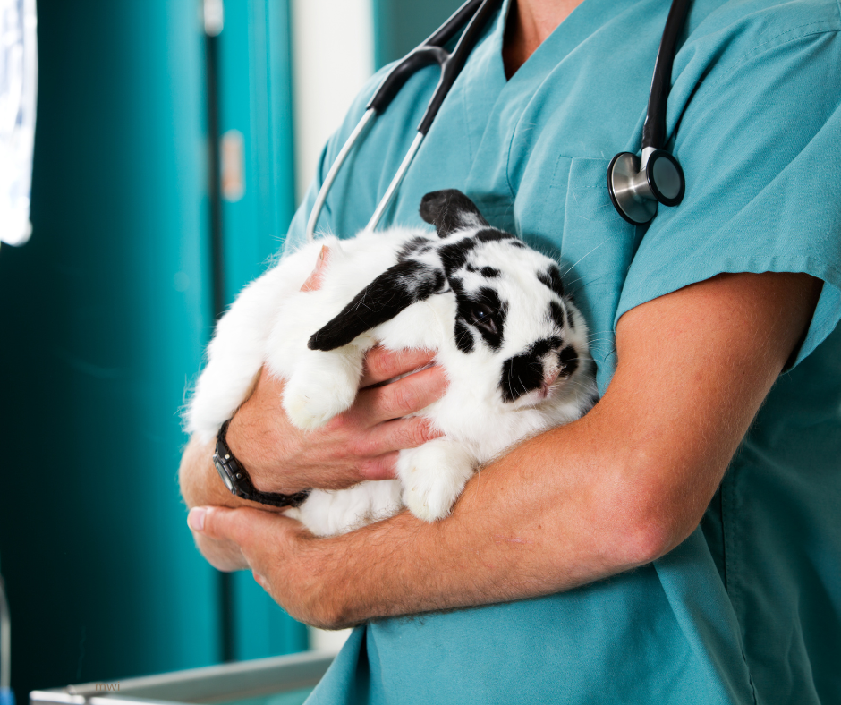 An introduction to monitoring anaesthesia in small furries!