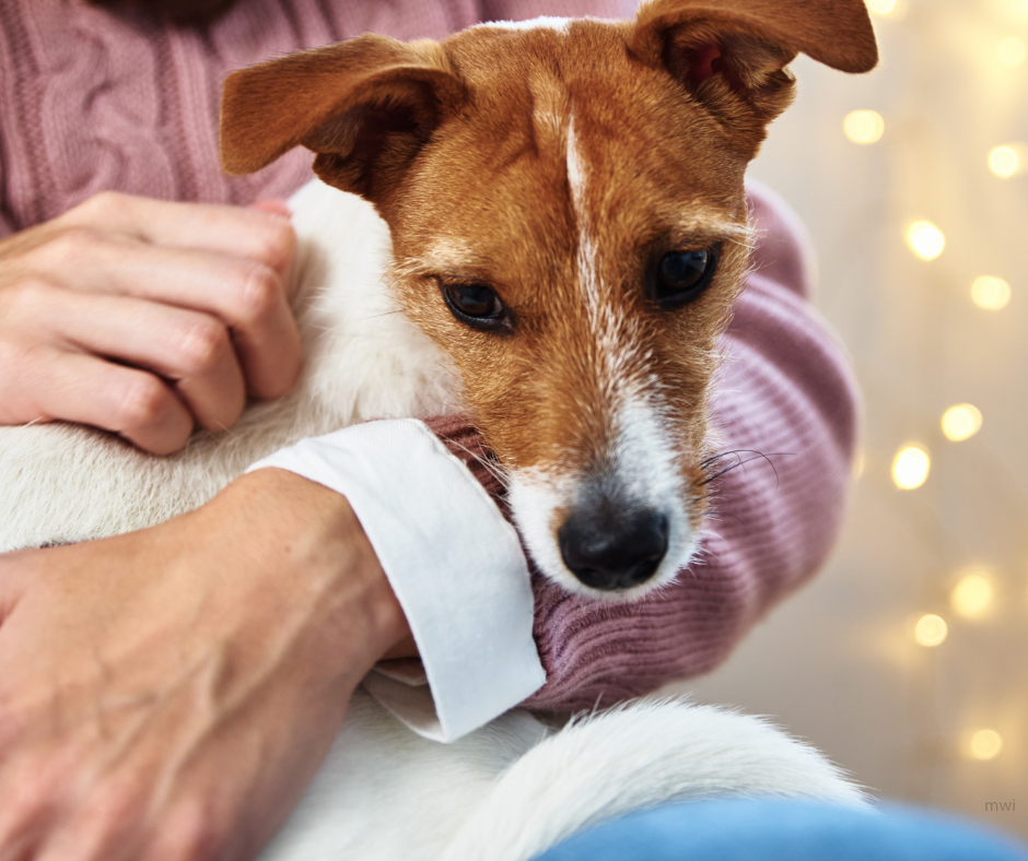 Oncology Surgery for Veterinary Nurses – Cut to cure