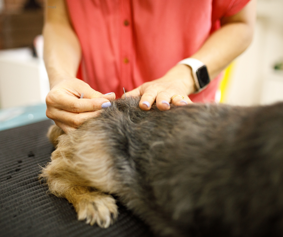 An Introduction to Veterinary Acupuncture