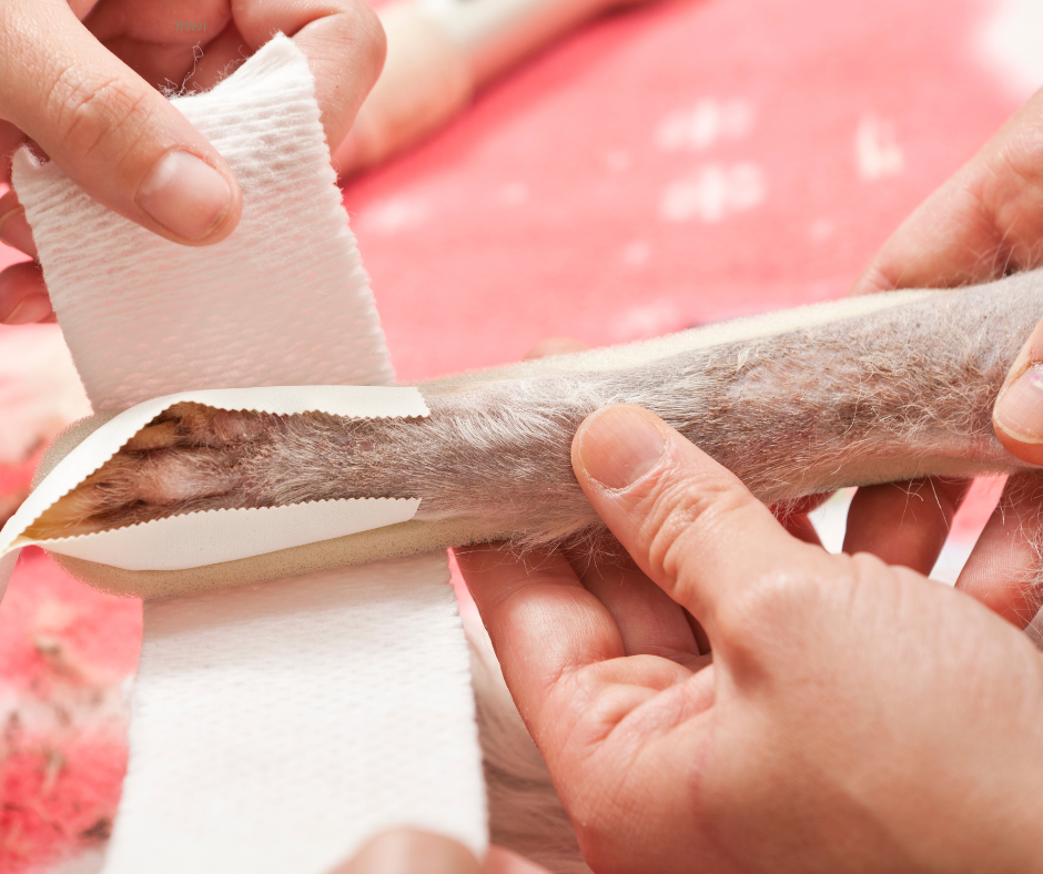 Brace Yourself – Orthoses in Small Animal Practice