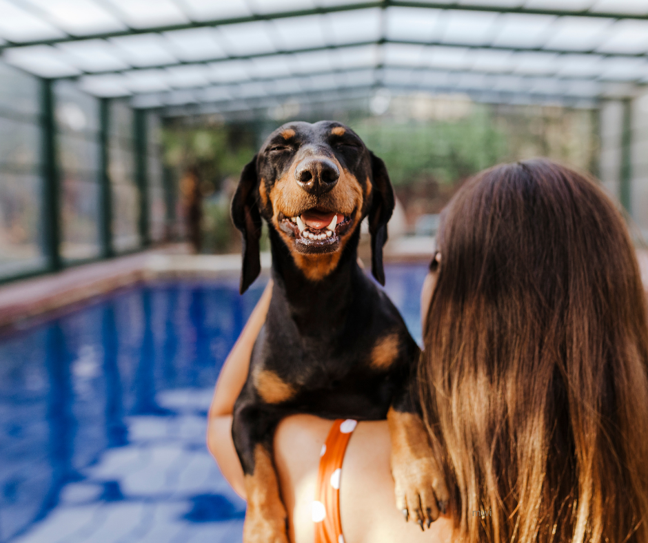 The role of physiotherapy in animal rehabilitation and performance optimisation.