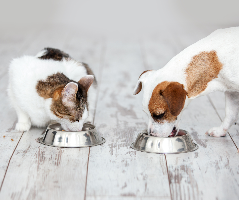 Can cats and dogs be healthy on a plant-based diet?