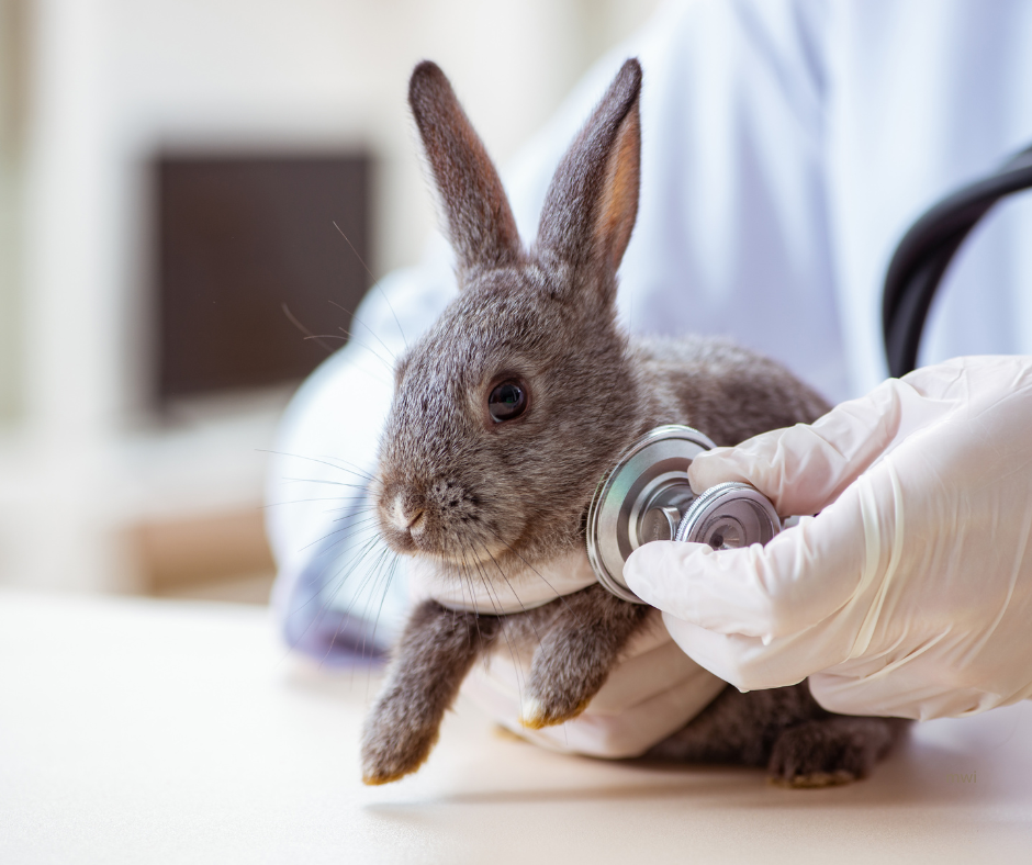What’s Up Doc? – Common Rabbit Conditions