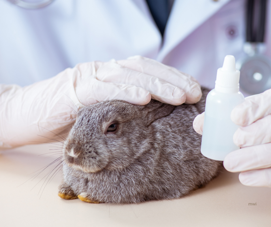 What’s Up Doc? – Top Tips for Rabbit Patients