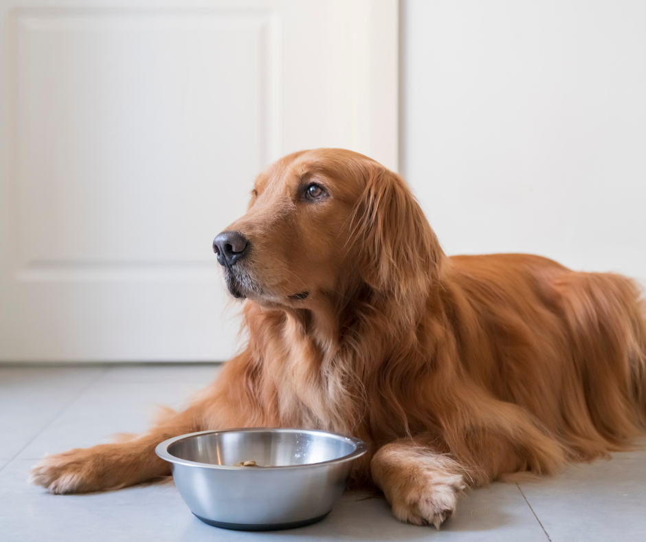 Keeping Nutrition Simple for the Pet Owner