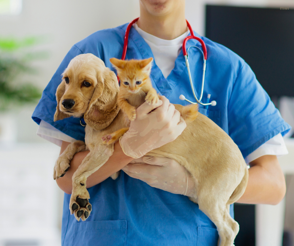 Piggy in the Middle – The delights and frustrations of balancing upward and downward management