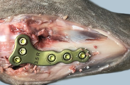 Tibial Plateau Levelling Osteotomy (TPLO)